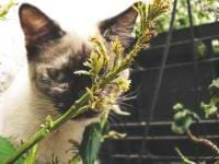 Nathália Caldas avatar