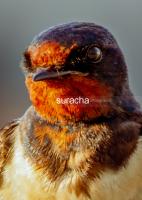 suracha jongjiratta avatar