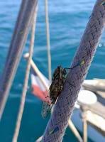 Harukimchi CHAMUNDSEN