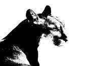 MITCHELL SPEERT avatar