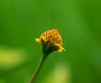 Akmal Hussain avatar