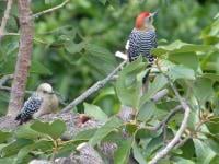 Hector Gonzalez avatar