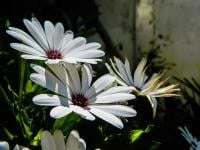 baraa krichen avatar