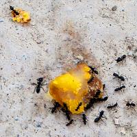 Noodle Gustafsson avatar