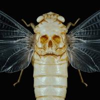 Paul Braddock avatar