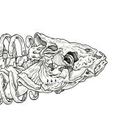 Diego Cacamut avatar