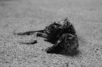 Iron Curtain Studio avatar