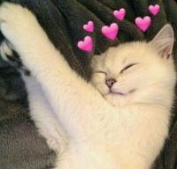 Nᴀᴜɢʜᴛʏ Nᴇᴋᴏ