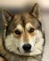 Tracie Koziura avatar