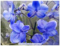 Douglas R Williamson Jr avatar