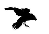 Jesse D'Angelo avatar