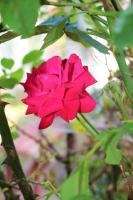 Florentina Adriana Vasilescu avatar