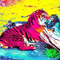 BCG Photography And Art