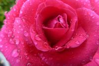 Michelle Diehl avatar