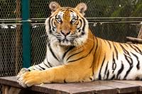 Phil Mitchell avatar