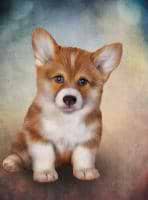 Olga Averianova avatar