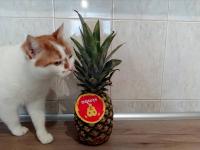 Svetlozar Petkov avatar