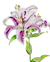botagoz nova