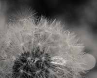 Denisa Balosin avatar