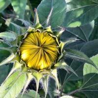 Sabrina Fritz avatar