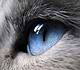 themadcat