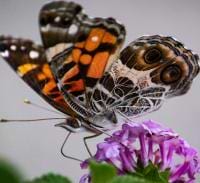 Guadalupe Lopez avatar