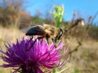 Jelena Strnad avatar