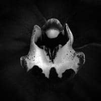 António Vinagre avatar