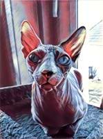 Mara The Sphynx avatar