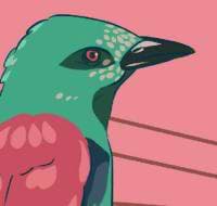 Boyana Nestorova avatar