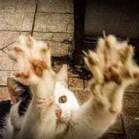 Dobrica Dunat avatar