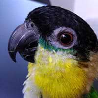 Mevlinn Gusick avatar