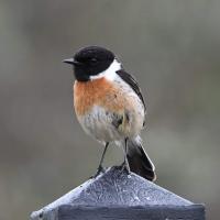 KEVIN Alderman avatar