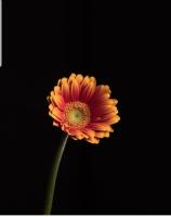 Brian Bradley avatar