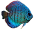 aeiaua