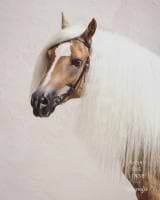 Cécile Zahorka avatar