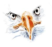 SaqlainKoser Ansari avatar