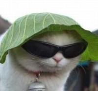 Maksim Zaitsev avatar