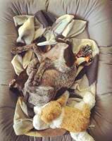 SQUEEZER Schütze avatar