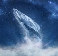 Andrzej Petrol avatar