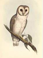 AubergineSunflower avatar