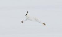 Arctic Hare avatar