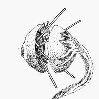 junior robert avatar