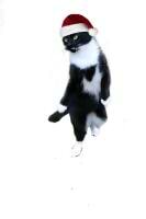 Ladymoose McConnell avatar