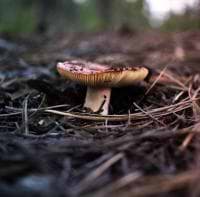 Aidan Michalos avatar