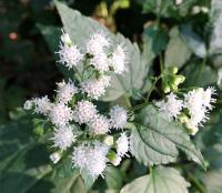 Lauren Carbone avatar