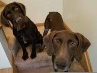 GingerandOliveArt avatar