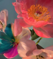 ananda franciska avatar