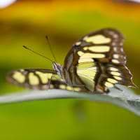 MagicalMeadow avatar