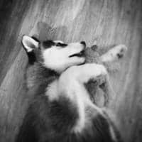 Nicolas Guinot avatar